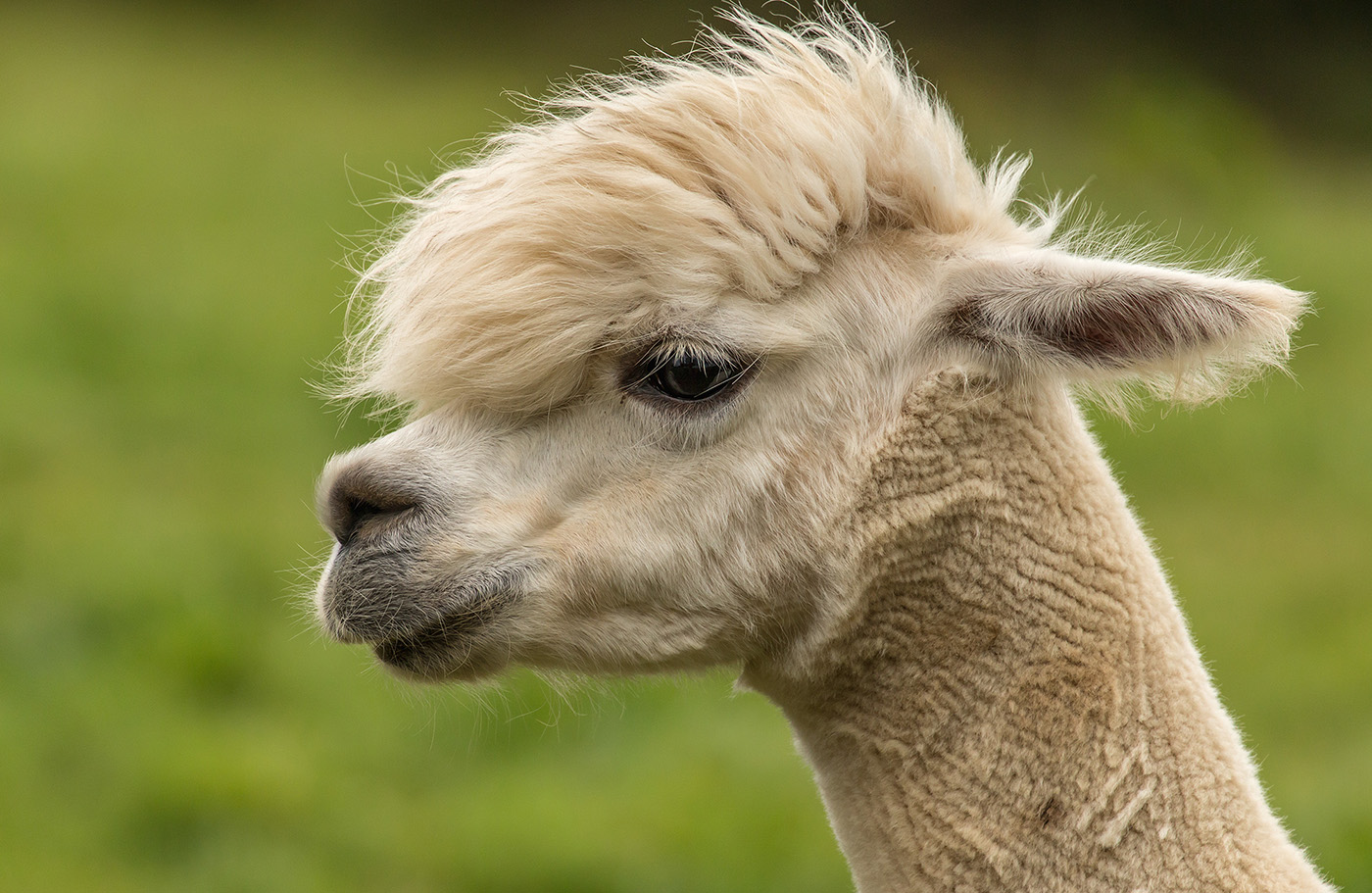 Alpaca head Wagrati