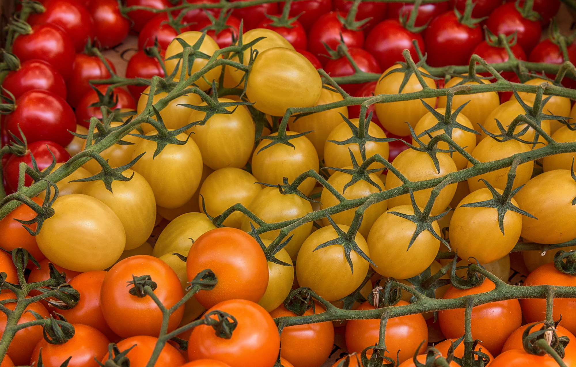 yellow cherry tomato recipes