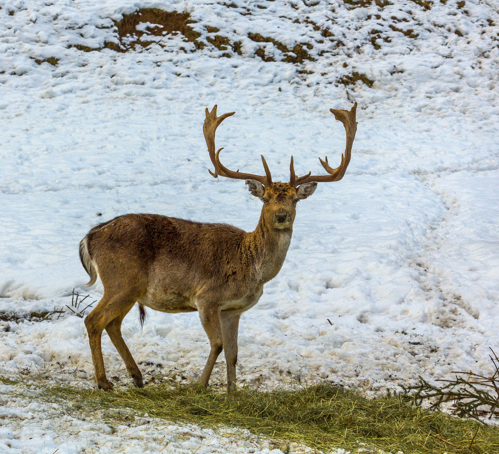 Deer in snow | Wagrati